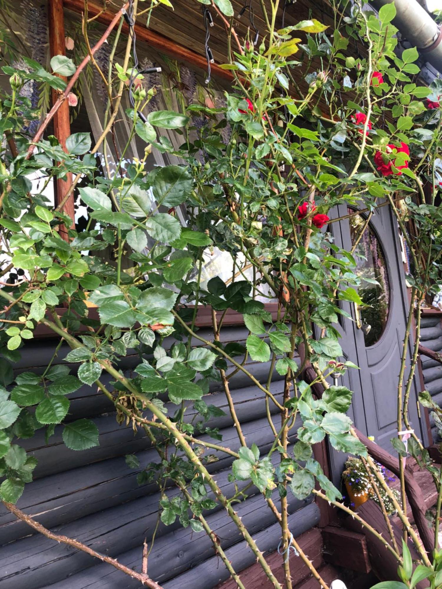 Казковий Дім Та Garden Два Будиночки В Горах З Чаном-Джакузі Slavsko Extérieur photo